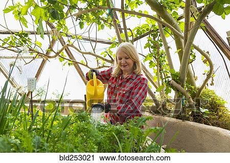 Stock Image - Caucasian woman watering garden in greenhouse. Fotosearch