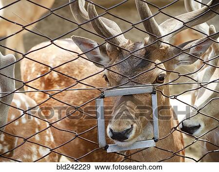 Close up of animal poking nose through feeding hole in fence View Large Photo Image Stock Photo - Close up of animal poking nose through feeding hole in fence. Fotosearch