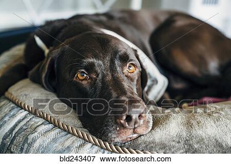 Stock Photo - Close up of brown dog laying on cushion. Fotosearch