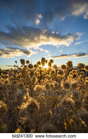 Close up of brown flowers at sunset View Large Photo Image Stock Image - Close up of brown flowers at sunset. Fotosearch