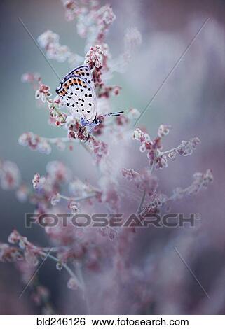Close up of butterfly on wildflower View Large Photo Image Stock Photograph - Close up of butterfly on wildflower. Fotosearch