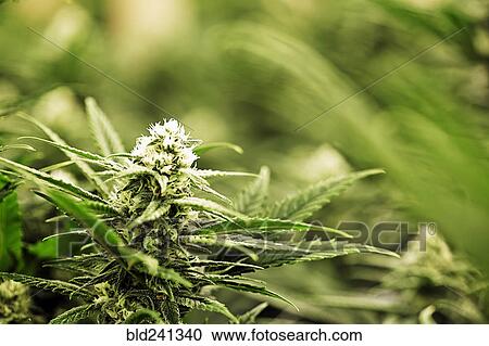 Close up of Cannabis plant View Large Photo Image Stock Image - Close up of Cannabis plant. Fotosearch