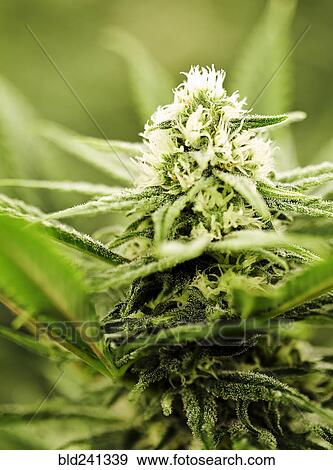 Stock Photo - Close up of Cannabis plant. Fotosearch