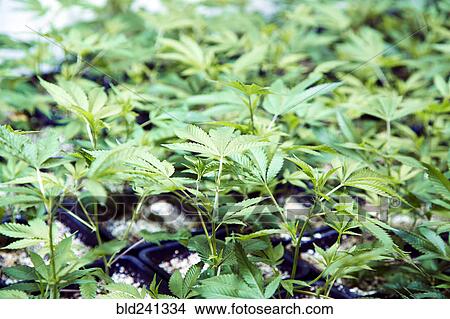 Picture - Close up of cannabis plants. Fotosearch