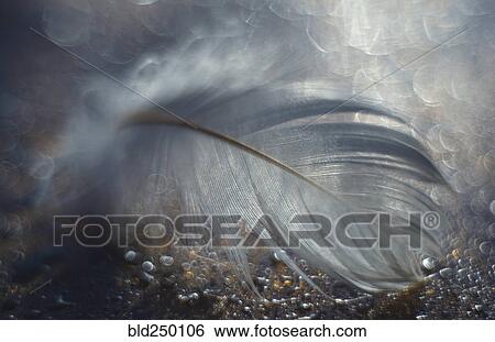 Close up of delicate feather View Large Photo Image Stock Photograph - Close up of delicate feather. Fotosearch