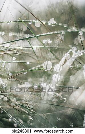 Close up of dew on grass View Large Photo Image Stock Image - Close up of dew on grass. Fotosearch
