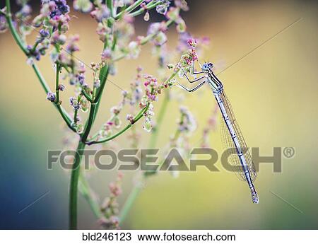 Close up of dragonfly on wildflower View Large Photo Image Stock Image - Close up of dragonfly on wildflower. Fotosearch