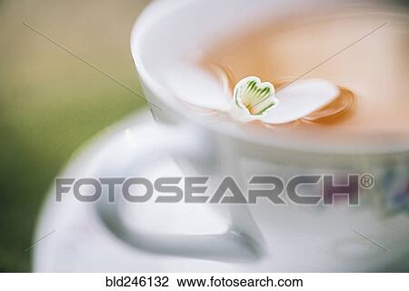 Stock Image - Close up of flower floating in tea. Fotosearch