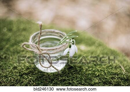 Close up of flowers in jar on moss View Large Photo Image Stock Image - Close up of flowers in jar on moss. Fotosearch