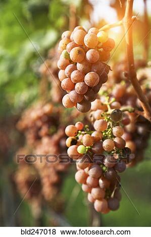 Close up of grapes in vineyard View Large Photo Image Stock Photo - Close up of grapes in vineyard. Fotosearch