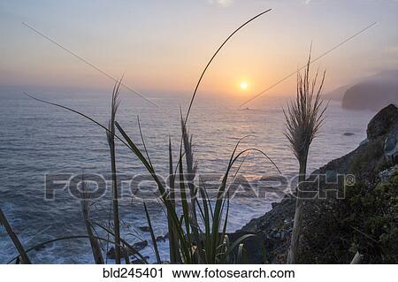 Stock Image - Close up of grass near ocean at sunset. Fotosearch