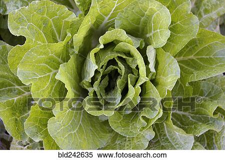 Close up of green lettuce View Large Photo Image Stock Photography - Close up of green lettuce. Fotosearch