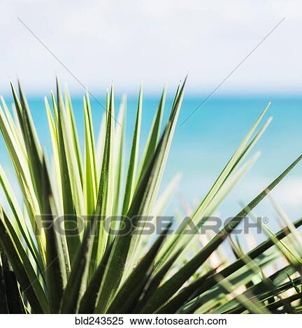 Stock Photography - Close up of green plant leaves. Fotosearch
