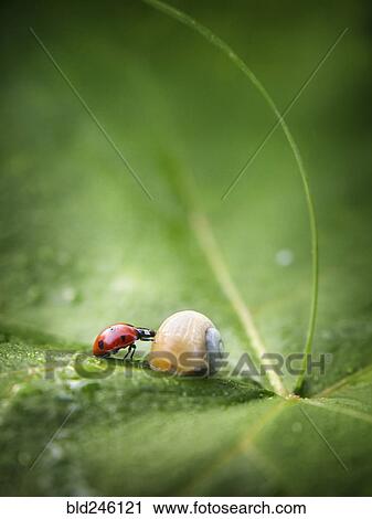 Stock Image - Close up of ladybug and snail on leaf. Fotosearch