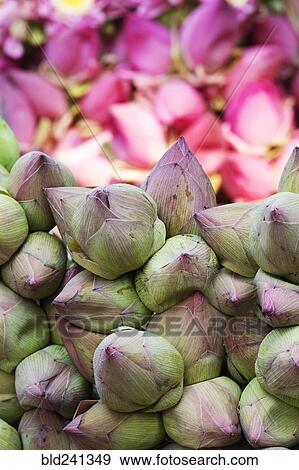 Stock Photo - Close up of lotus flowers. Fotosearch