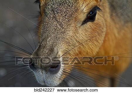 Close up of nose of capybara View Large Photo Image Stock Photo - Close up of nose of capybara. Fotosearch
