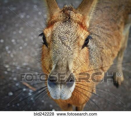 Stock Photo - Close up of nose of capybara. Fotosearch