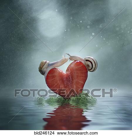 Close up of snails balancing on heart-shaped strawberry slice View Large Photo Image Picture - Close up of snails balancing on heart-shaped strawberry slice. Fotosearch