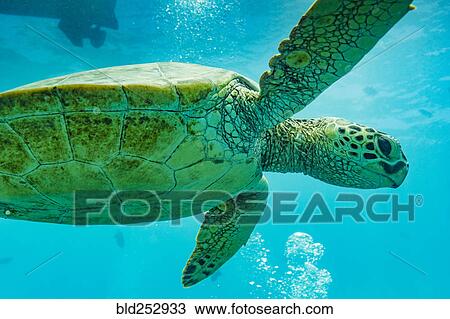 Stock Image - Close up of swimming sea turtle. Fotosearch