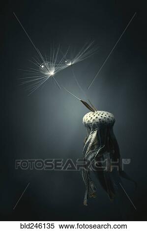 Stock Photography - Close up of water droplets on dandelion seeds. Fotosearch