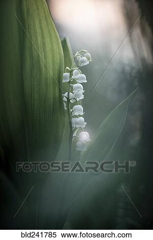 Stock Photography - Close up of white bell-shaped flowers. Fotosearch