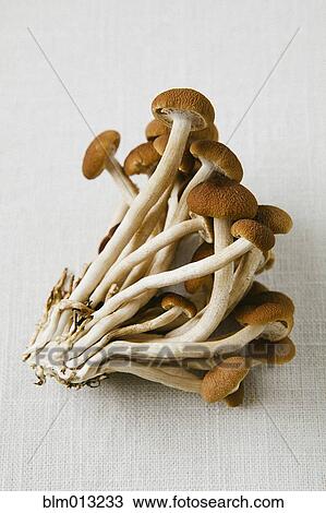 Cluster of wild mushrooms View Large Photo Image Stock Image - Cluster of wild mushrooms. Fotosearch