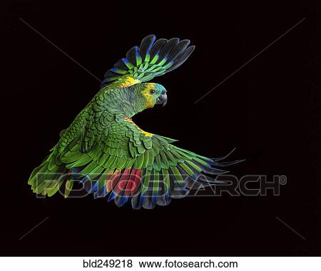 Colorful parrot flying View Large Photo Image Stock Photo - Colorful parrot flying. Fotosearch