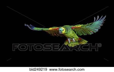 Colorful parrot flying View Large Photo Image Stock Photo - Colorful parrot flying. Fotosearch