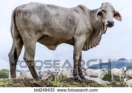 Cow standing on hill View Large Photo Image Stock Image - Cow standing on hill. Fotosearch
