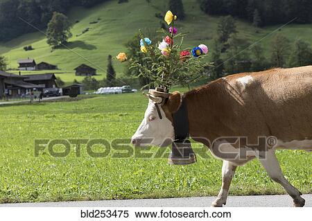 Stock Photography - Cow walking on road wearing flowers and bell. Fotosearch