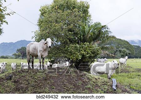 Cows on hill View Large Photo Image Stock Image - Cows on hill. Fotosearch