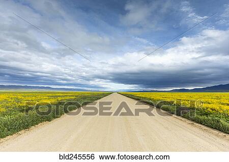 Dirt road between fields of yellow flowers under cloud View Large Photo Image Stock Photograph - Dirt road between fields of yellow flowers under cloud. Fotosearch