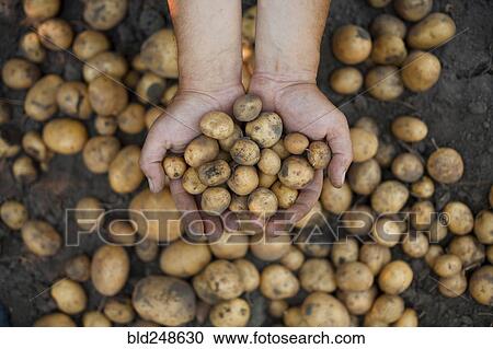 Stock Image - Dirty hands holding potatoes. Fotosearch