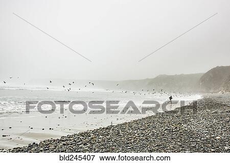 Stock Photo - Distant Caucasian man running on ocean beach near birds. Fotosearch