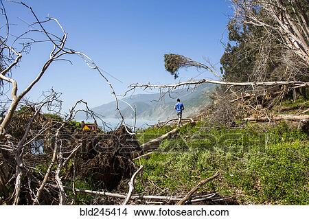 Picture - Distant Caucasian man walking on log near ocean beach. Fotosearch