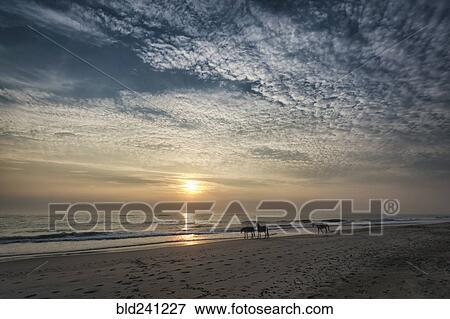 Distant horses on beach at sunset View Large Photo Image Stock Photo - Distant horses on beach at sunset. Fotosearch