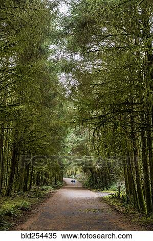 Stock Photography - Distant people standing in tree-lined street. Fotosearch