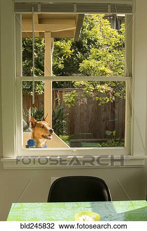 Dog in backyard peering in window View Large Photo Image Stock Image - Dog in backyard peering in window. Fotosearch