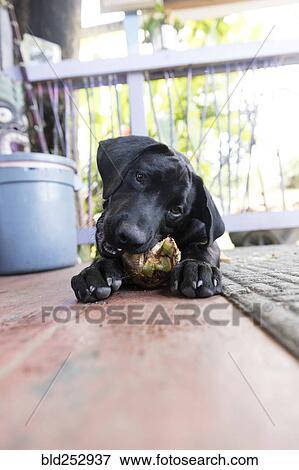 Dog laying on floor chewing on treat View Large Photo Image Stock Photo - Dog laying on floor chewing on treat. Fotosearch