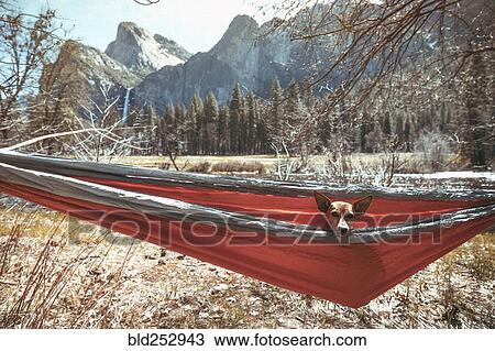 Dog sitting in hammock near mountains View Large Photo Image Stock Image - Dog sitting in hammock near mountains. Fotosearch