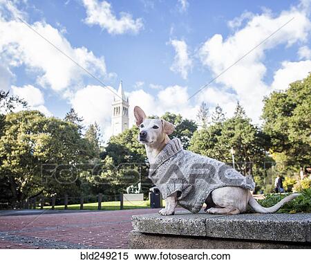Dog sitting in park wearing sweater View Large Photo Image Stock Photography - Dog sitting in park wearing sweater. Fotosearch