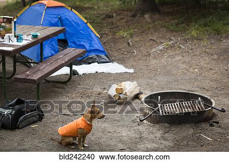 Dog Sitting Near Fire Pit At Campsite Stock Image Bld242240