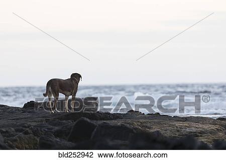 Dog standing on rocks near ocean View Large Photo Image Stock Image - Dog standing on rocks near ocean. Fotosearch