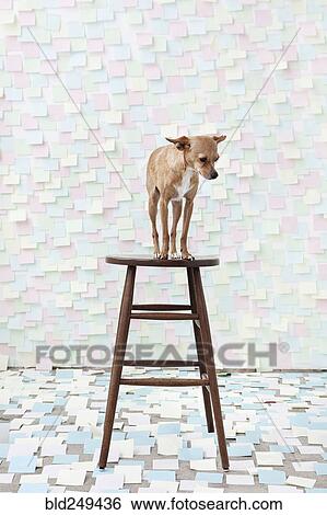 Dog standing on stool surrounded by adhesive notes View Large Photo Image Stock Photograph - Dog standing on stool surrounded by adhesive notes. Fotosearch