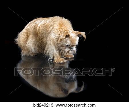 Dog staring at reflection on floor View Large Photo Image Stock Image - Dog staring at reflection on floor. Fotosearch