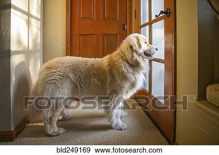 Dog waiting at door View Large Photo Image Stock Photo - Dog waiting at door. Fotosearch