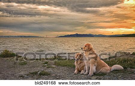 Dogs relaxing on beach at sunset View Large Photo Image Stock Photo - Dogs relaxing on beach at sunset. Fotosearch