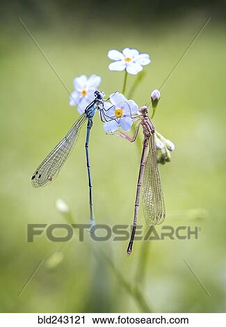 Dragonflies on flower petals View Large Photo Image Stock Image - Dragonflies on flower petals. Fotosearch