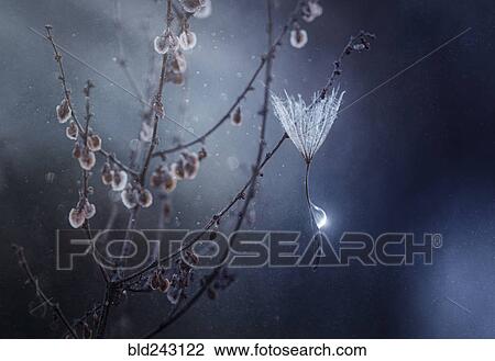 Droplet of water on plant stem View Large Photo Image Stock Image - Droplet of water on plant stem. Fotosearch