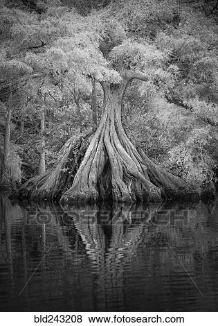 Stock Photo - Expansive tree roots in river. Fotosearch